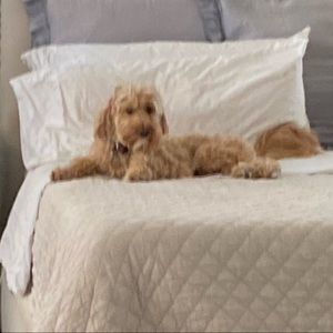 Meet your Posher, Abby